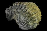 Large, Wide, Enrolled Pedinopariops Trilobite #169563-3